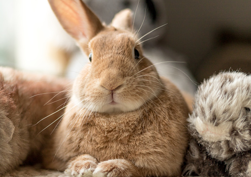 Beautiful Rufus, tan and white bunny rabbit indoors, portrait, in soft lighting, neutral tones