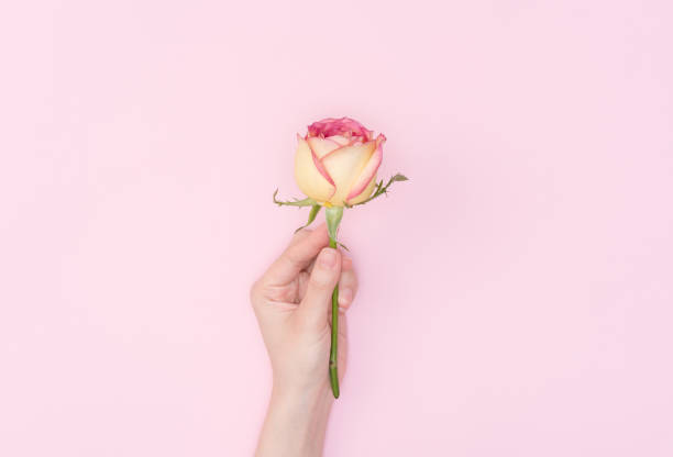 istock female hand hold flower 1081928404