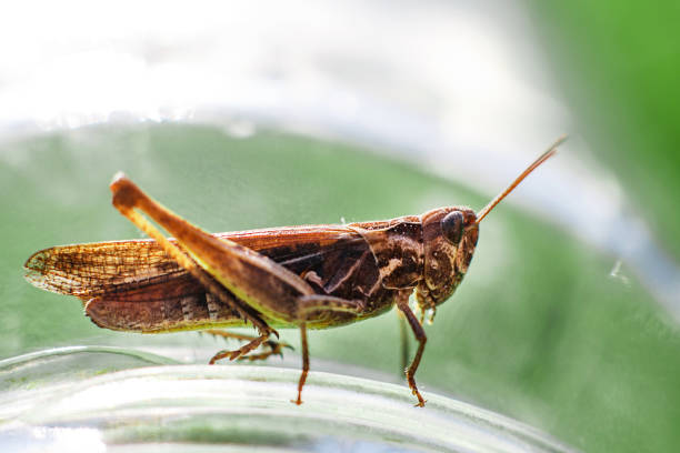 istock a grasshopper on a green grass background close. a grasshopper sits on a glass jar . 1081928944