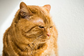 Large orange cat with its ears out sideways, signalling anger, annoyance, irritation;