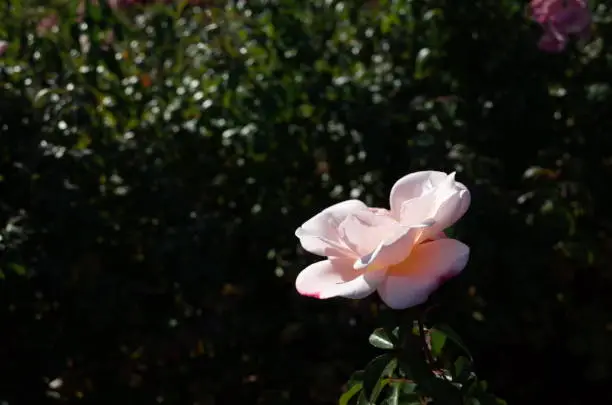 Flower of Rose