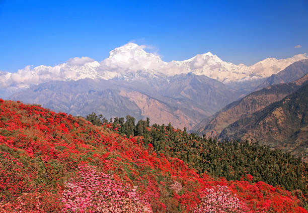 Dhaulagiri Peak Spring Greatness of nature. Blooming rhododendron grove on the background of the snow Dhaulagiri peak (8167 m) in the Himalayas, Nepal. rhododendron stock pictures, royalty-free photos & images