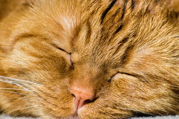 Close up of the face of a sleeping large orange cat