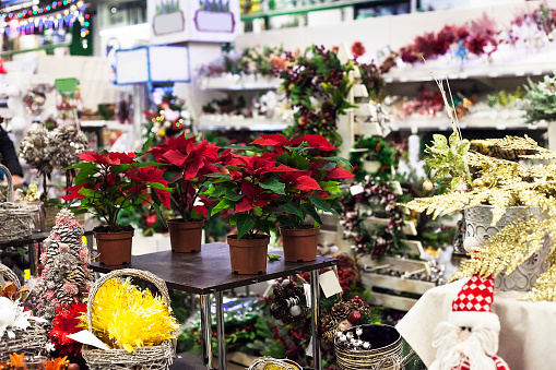 Potted Poinsettia (Euphorbia pulcherrima or Christmas Star) red flowers and Christmas decorations sale in supermarket. Plants, trees and various souvenirs sold in shop, selective focus