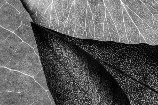 istock Close up macro leaves photographs - 6 1081937280
