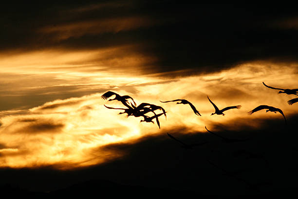 Cranes fly over trees in a forest at sunset. Migratory birds on the Darss. Wildlife photo of birds from nature at the Baltic Sea.