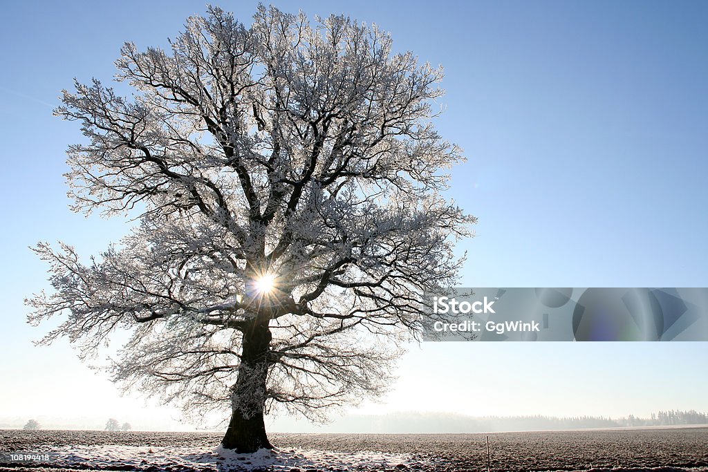Frosty Baum im Rücken leicht - Lizenzfrei Eiche Stock-Foto