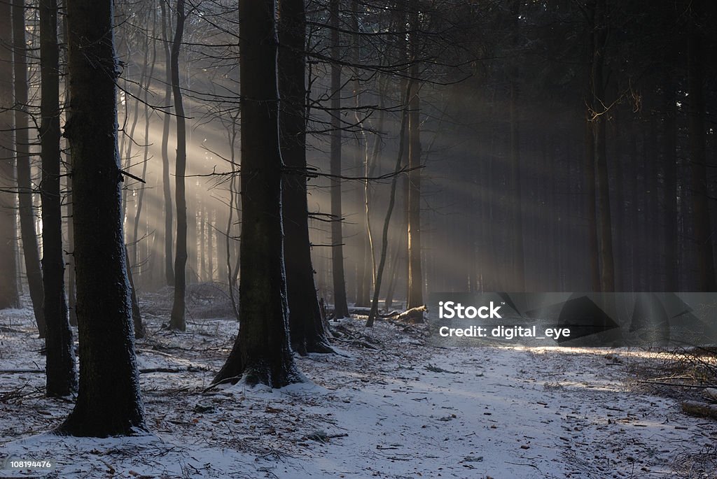 Snow Covering Ground in Dark Forest  Footpath Stock Photo
