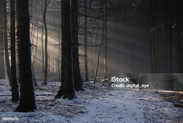 Snow Covering Ground In Dark Forest Stock Photo - Download Image Now - Footpath, Winter, Illuminated