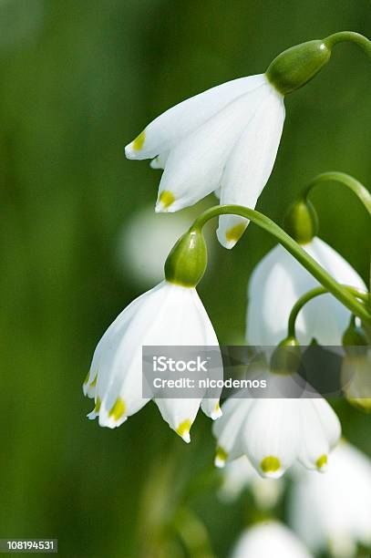 Spring Flowerssnowdrops - Fotografie stock e altre immagini di Ambientazione esterna - Ambientazione esterna, Bellezza, Bellezza naturale