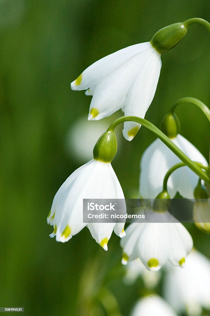 Wiosenne kwiaty-Snowdrops. - Zbiór zdjęć royalty-free (Bez ludzi)