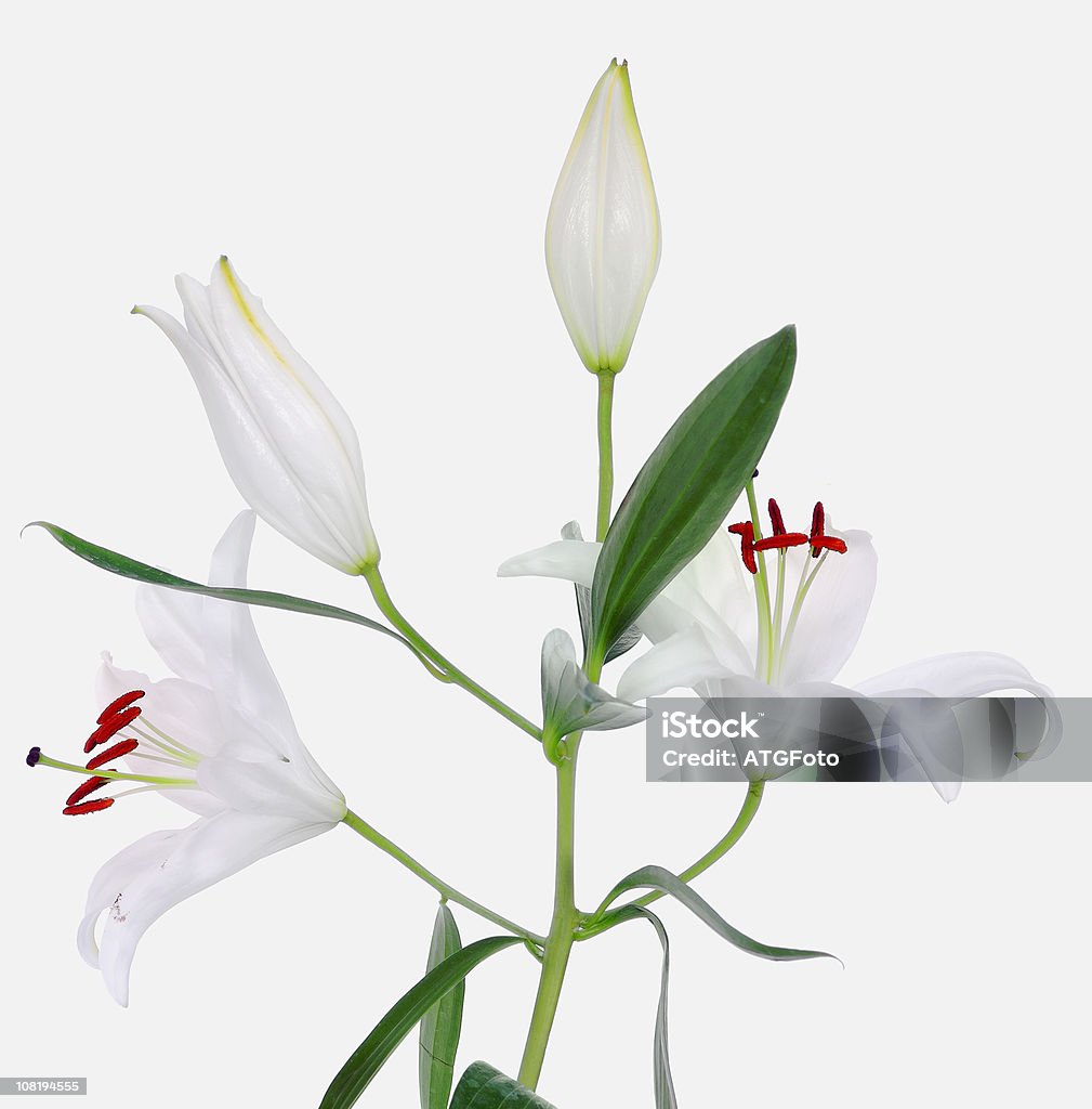 Lily Pflanze mit Blumen und Stängel, isoliert auf weiss - Lizenzfrei Blumenbouqet Stock-Foto