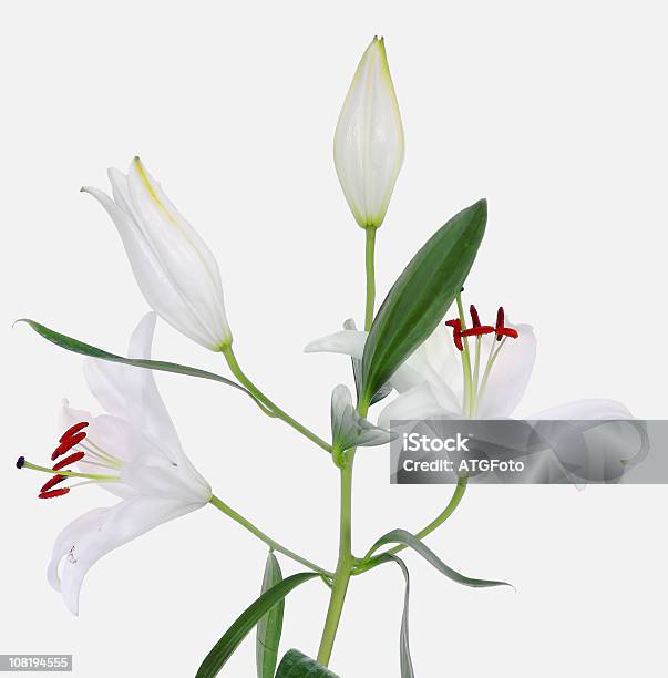 Lily Pflanze Mit Blumen Und Stängel Isoliert Auf Weiss Stockfoto und mehr Bilder von Blumenbouqet