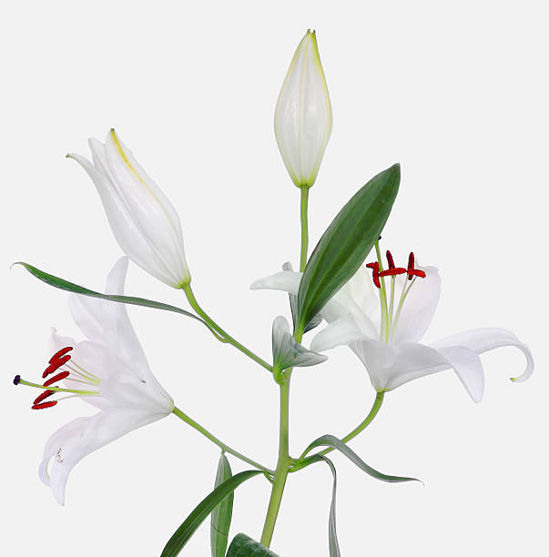 A single easter lily. Clipping path is included.