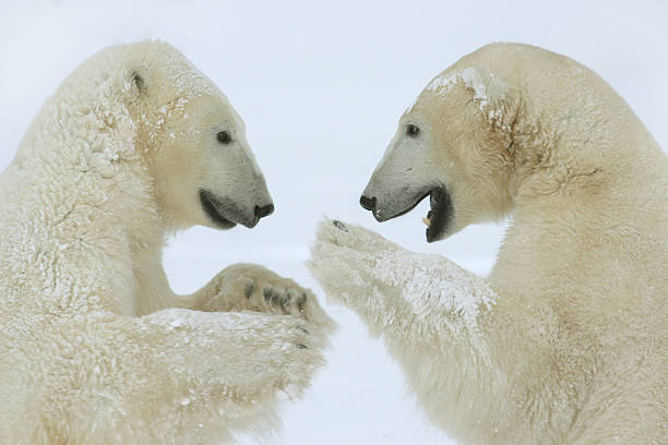 due orsi polari confronto di hudson bay inverno neve - polar bear arctic animal snow foto e immagini stock