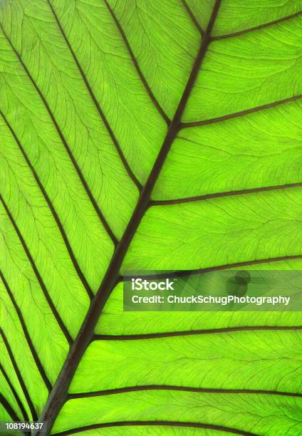 Tropikalne Rośliny Nerw Liścia Sylwetka - zdjęcia stockowe i więcej obrazów Bez ludzi - Bez ludzi, Błyszczący, Część rośliny