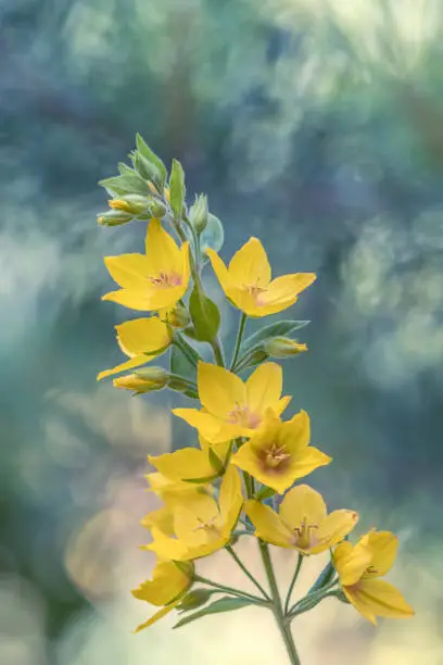 Dotted loosestrife (Lysimachia punctata) flower head against blurry garden background. Wales, UK, July