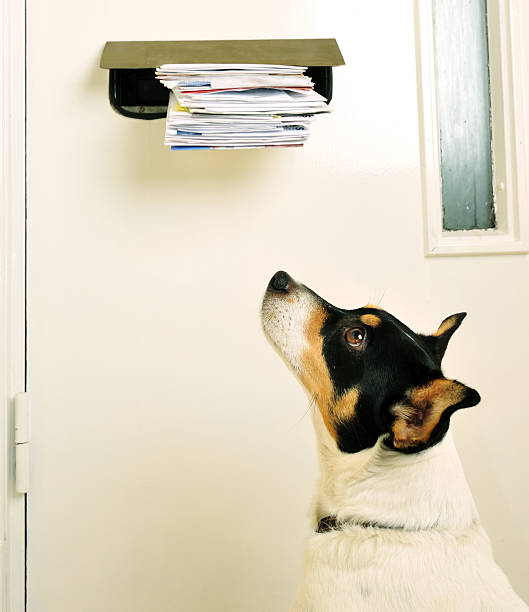 Jack Russell and the Post stock photo