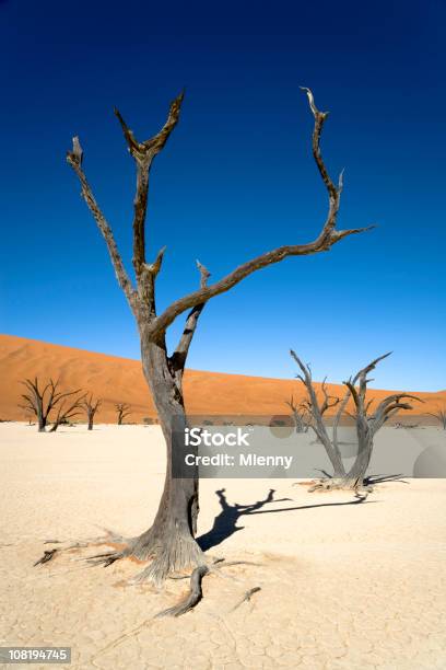 외로운 나무 사막 풍경 0명에 대한 스톡 사진 및 기타 이미지 - 0명, 건조 기후, 건조한