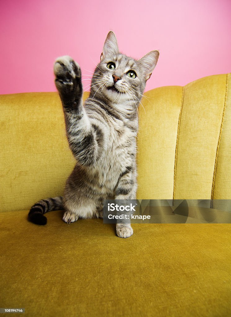 Cat levantamiento de pata - Foto de stock de Gato doméstico libre de derechos