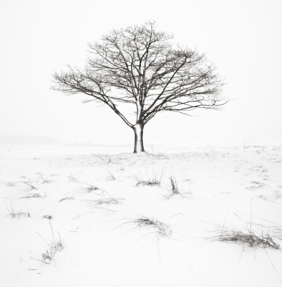 Lonely trees in the winter landscape of the Polish countryside.