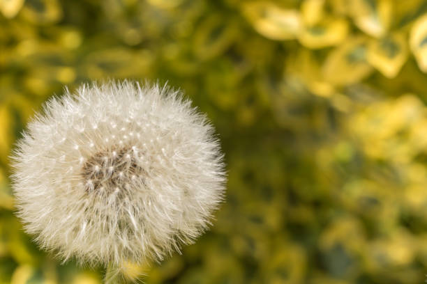 istock Dandelion dandelion with natural background as template with copy space 1081947970
