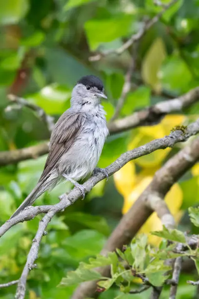 Upright male blackcap (Sylvia atricapilla) with  ruffled feathers during preening. Wales, UK, June