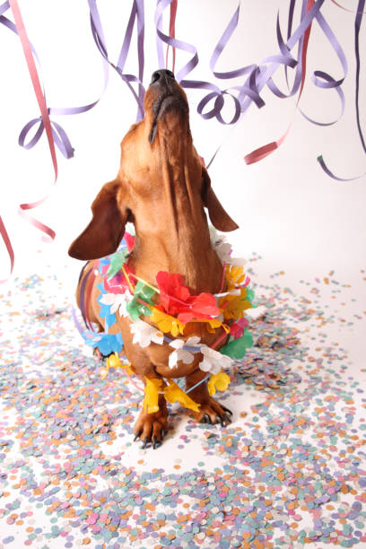 istock Small Dog at Party with Streamers 108194816