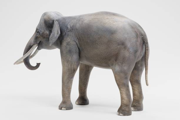istock Realistic 3D Render of Asian Elephant - Male 1081948246