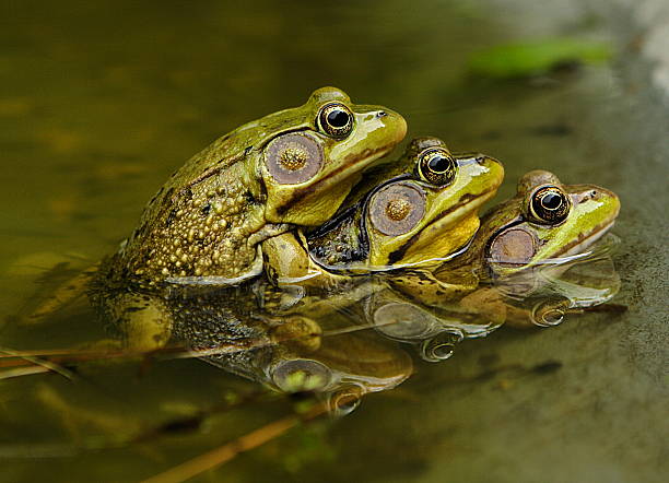 frosch sex tier sich paaren ritual - tierpaarung stock-fotos und bilder
