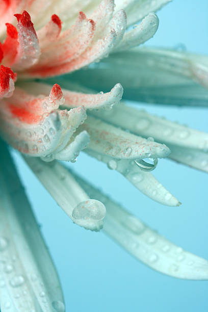 A single red tiger lily petal with water drops.