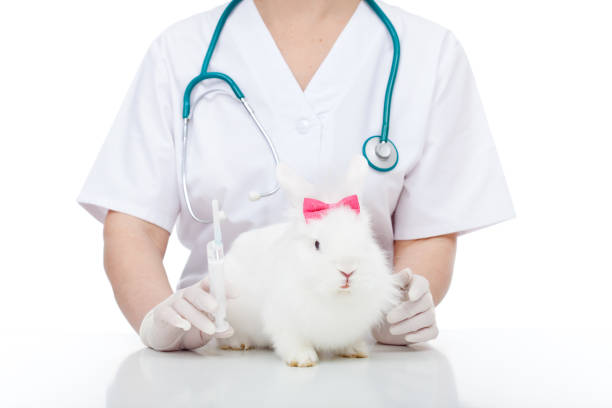 istock Veterinary care concept with cute white rabbit 1081949650