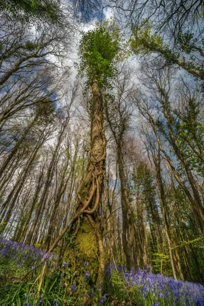 Ivy covered tree amongst bluebells. Upward canopy shot, showing spring growth in woodland. Cefn Coed woods, Brecon Beacons, Wales. April