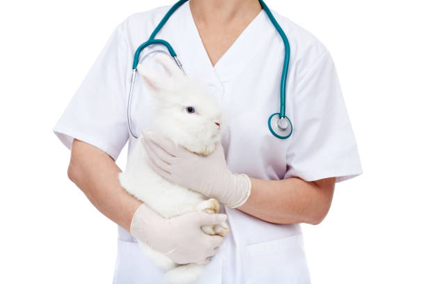 istock Veterinary doctor holding cute white rabbit 1081949676