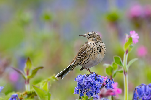 Bird amongst bluebells and campion. Meadow Pipit (Anthus pratensis) standing on bluebell (Hyacinthoides non-scripta). Skomer Island, Pembrokeshire, May