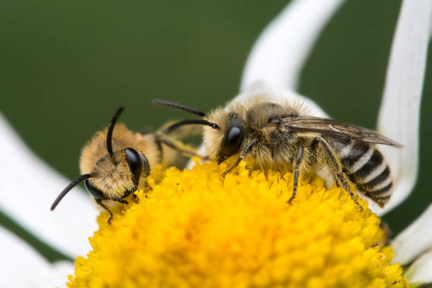Two Colletes daviesanus plasterer bees stock photo