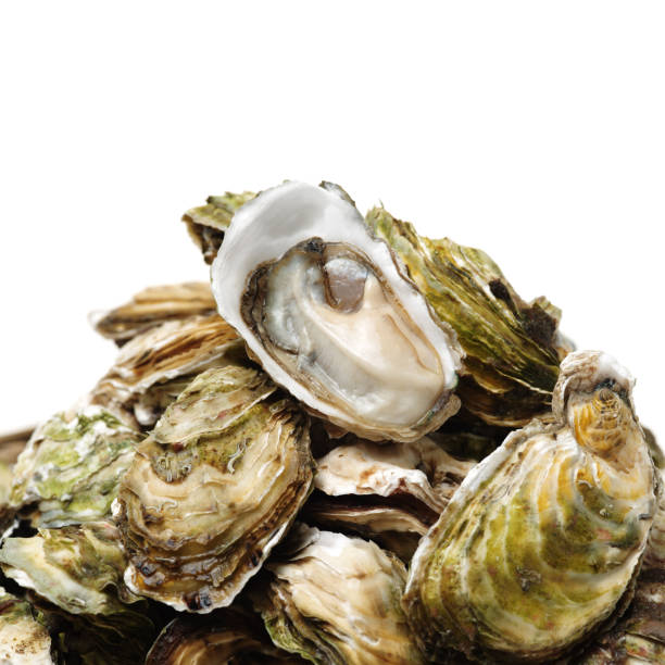 istock Feine de Clair oyster isolated on white background 1081949998