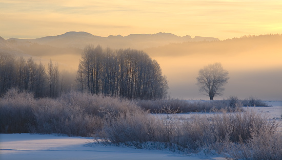 Sunlight on a frosty winter morning.