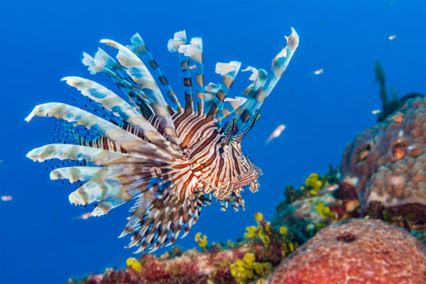 peixe-leão nas bahamas - lionfish - fotografias e filmes do acervo