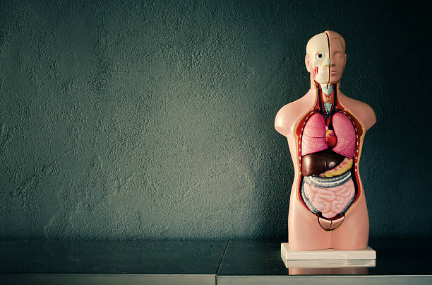 Human internal organs made of paper isolated on blue background