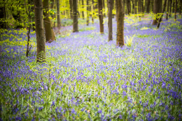 Bluebell woods springtime stock photo
