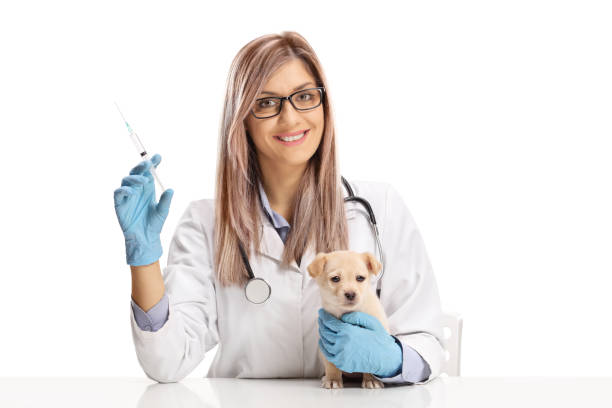小さな子犬のため注射を押しながらカメラを見て若い女性獣医医師 - vet veterinary medicine young women female ストックフォトと画像
