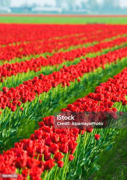 Красные Тюльпаны Земледелия — стоковые фотографии и другие картинки Цветок - Цветок, Без людей, Ботаника