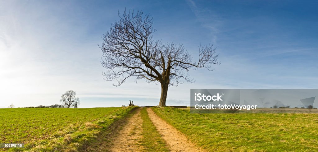 Faixa de terra ao horizonte árvore - Foto de stock de Agricultura royalty-free