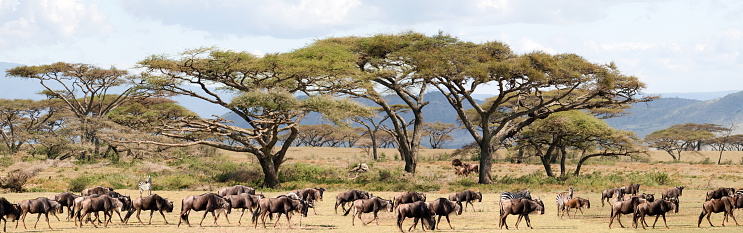 Panoramic scene of migrating wildebeest against a tree-lined background.  Shallow dof with focus on wildebeests, and some motion blur.