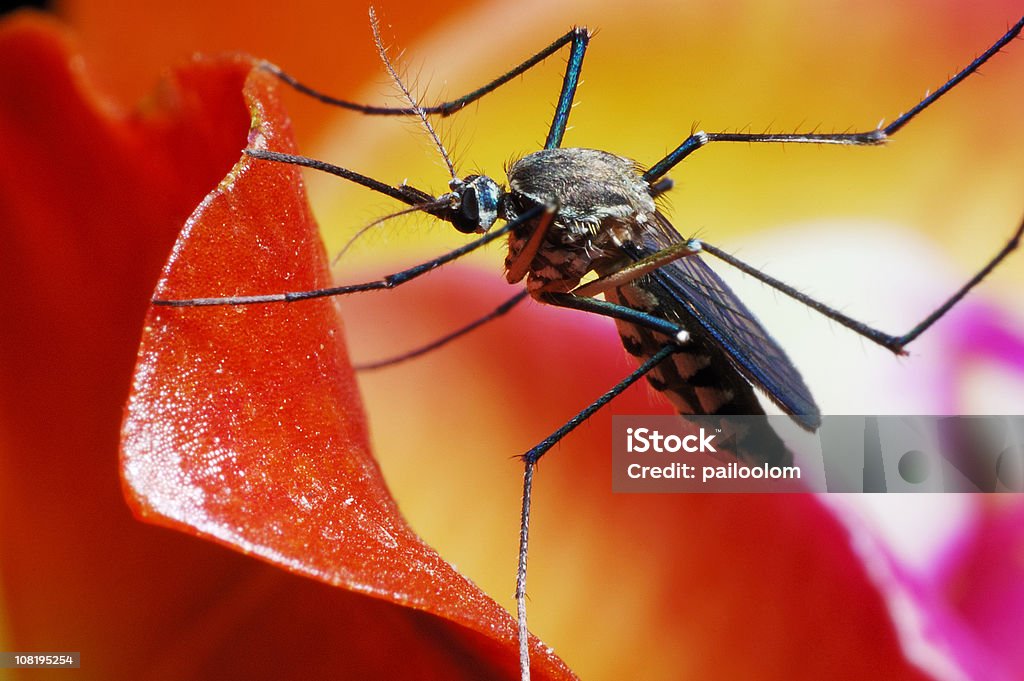 MOSQUITO - Foto de stock de Mosquito royalty-free