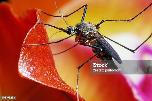 Foto de Mosquito e mais fotos de stock de Mosquito - Mosquito, Orquídea, Parasita da Malária