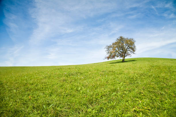 beautiful landscape with agricultural field under the blue sky