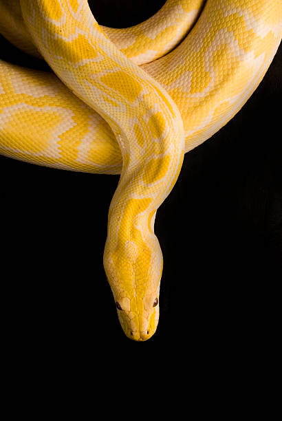 Yellow Burmese Python, isoliert auf Schwarz – Foto