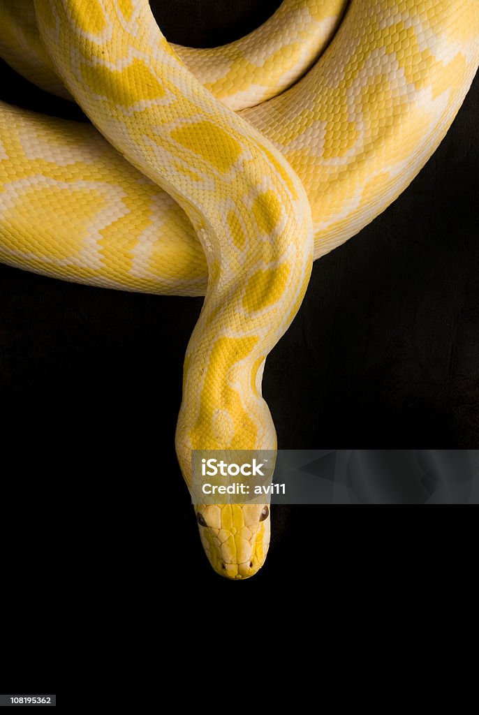 Burmese Yellow Python, Isolated on Black  Snake Stock Photo